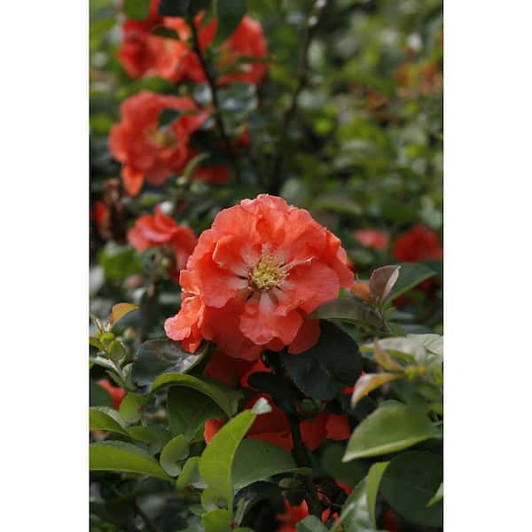 2 gal. Double Take Peach Quince (Chaenomeles Speciosa) Live Flowering Shrub with Soft Peachy-Pink Flowers