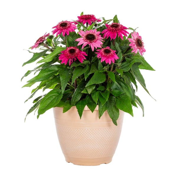1.75 Gal. Doublescoop Watermelon Echinacea Coneflower Planter Pink Perennial Plant