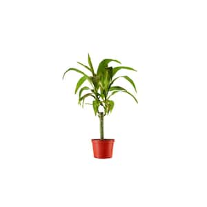 Dracaena Fragrans Janet Craig in 6 in. Grow Pot, Live Indoor/Outdoor Air Houseplant and Office Decor