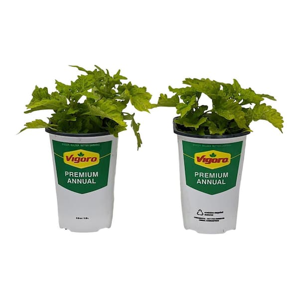 2.5 Qt. Vigoro Coleus Golden Lace in 6.33 in. Grower's Pot (2-Plants)