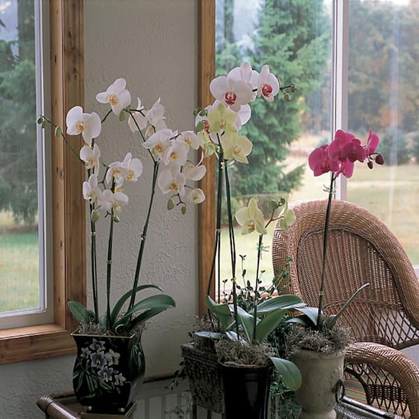 6 In. Assorted Color Promo Orchid In Ceramic Pot
