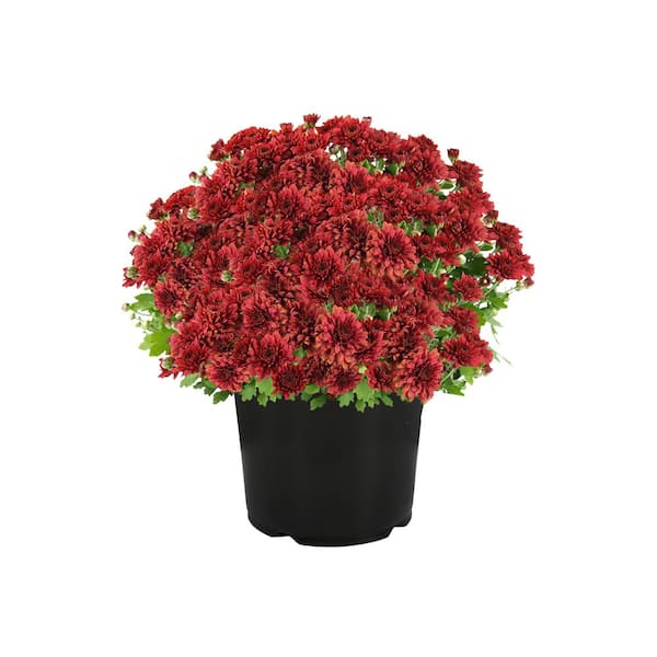 8 in. Chrysanthemum (Mum) Red (Solo)