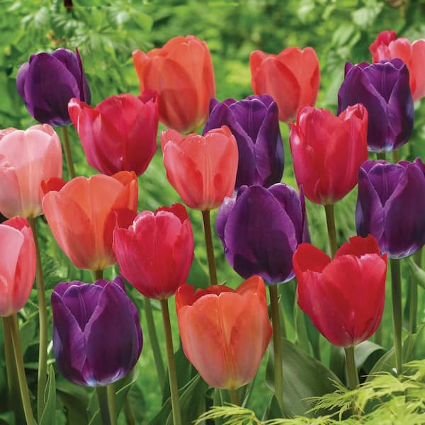 Garden State Bulb 12/+ cm, Bold Color Mix Triumph Tulip Flower Bulbs (Bag of 100)