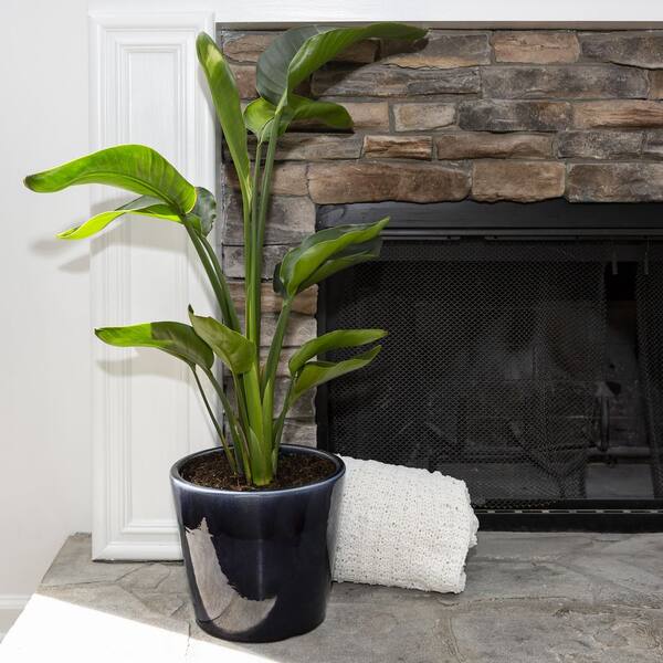 鉢・プランター spicygem Meteorite BOWL pot ver APOLLO Meteorite