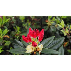 4.5 in. Quart Dandy Man Color Wheel(Rhododendron) Live Plant, Pink Flowers and Evergreen Foliage