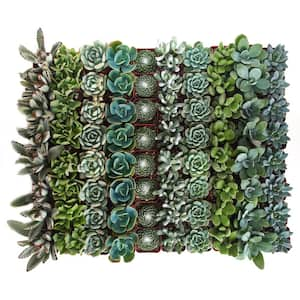 2 in. Blue/Green Collection Succulent (Collection of 100)