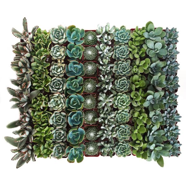 Shop Succulents 2 in. Blue/Green Collection Succulent (Collection of 128)