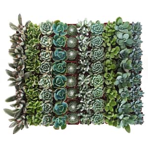 2 in. Blue/Green Collection Succulent (Collection of 140)