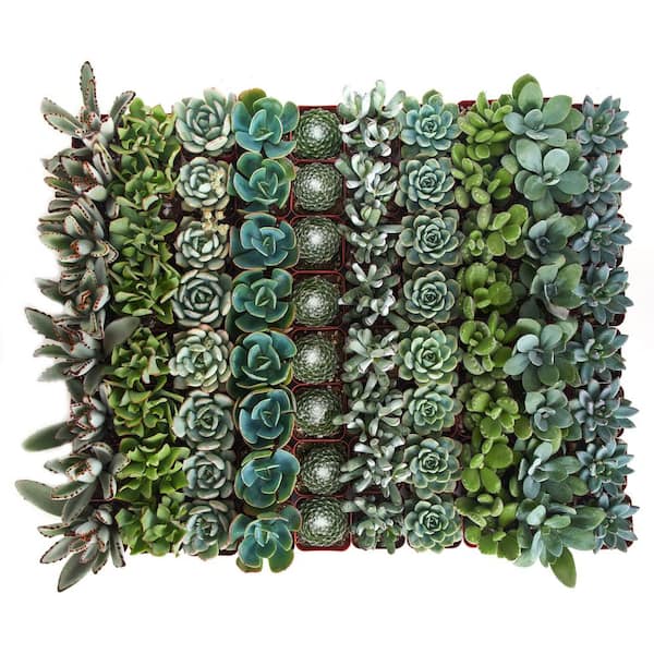 Shop Succulents 2 in. Blue/Green Collection Succulent (Collection of 256)