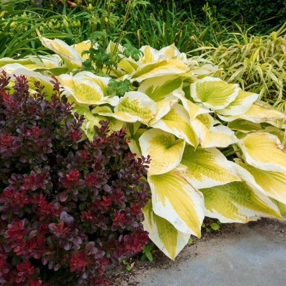 Reviews For Spring Hill Nurseries Spring Morning Hosta Live Bareroot Perennial With Variegated Foliage 3 Pack 88674 The Home Depot