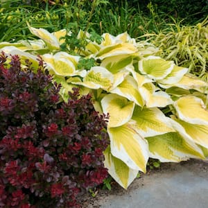Spring Morning Hosta Live Bareroot Perennial with Variegated Foliage (3-Pack)