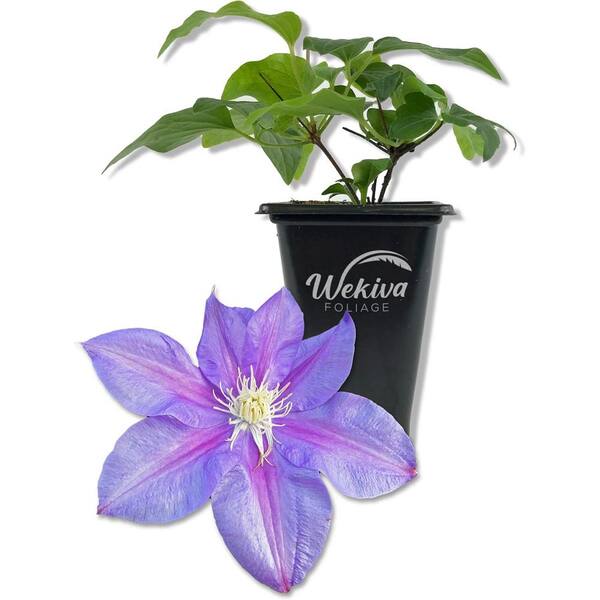 Wekiva Foliage Clematis Barbara Jackman-Live Starter Plant in a 2 Inch Growers Pot-Bold and Beautiful Purple Flowering Vine
