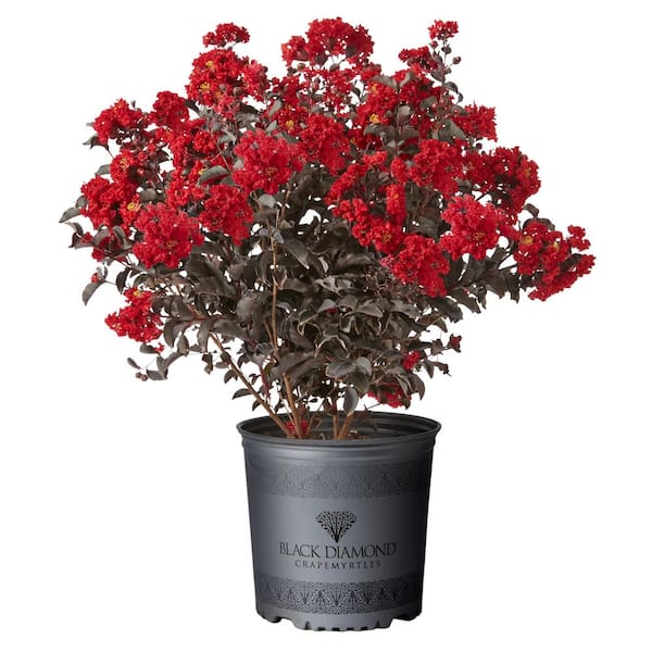 BLACK DIAMOND 2G Black Diamond Assorted Color Deciduous Crape Myrtle Tree