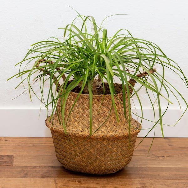 small plants in a pot Assorted Mini Grow Kits for Events & Corporate Gifts (12 Pack)  Buzzy Seeds