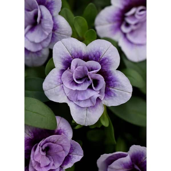 national PLANT NETWORK 4 in. Neo PlumTastic Calibrochoa Plant with Red Blooms (3-Piece)