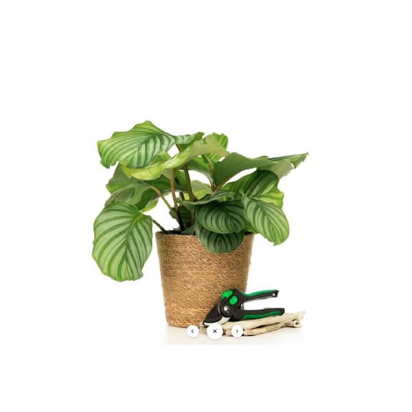 PROVEN WINNERS 7 in. PW Leafjoy Orbifolia Calathea Live Indoor Plant in Seagrass Pot