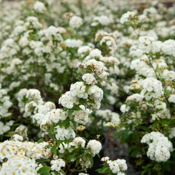 FLOWERWOOD 2.5 Gal - Bridal Wreath Spiraea Reeves Plant with Showy