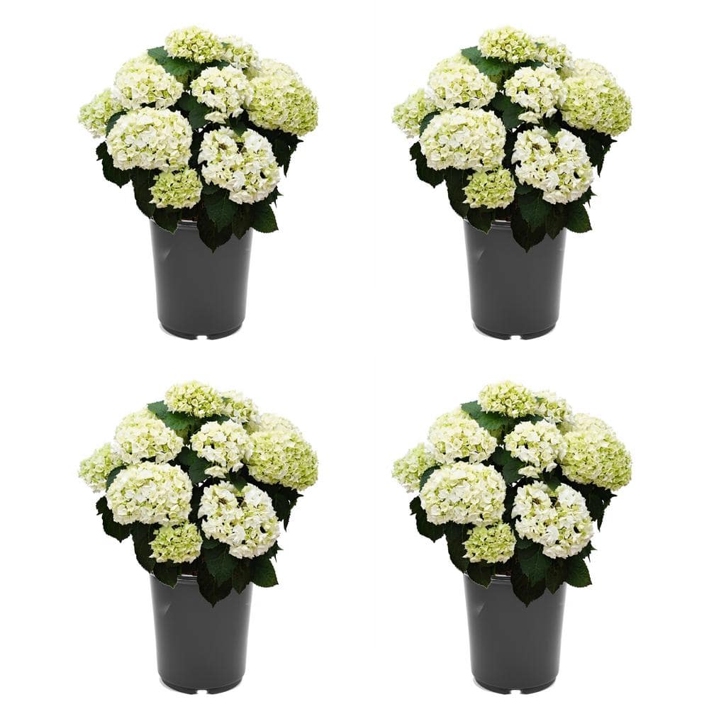 2.5 qt. Hydrangea macrophylla Hoko Bride White Perennial Plant with White F