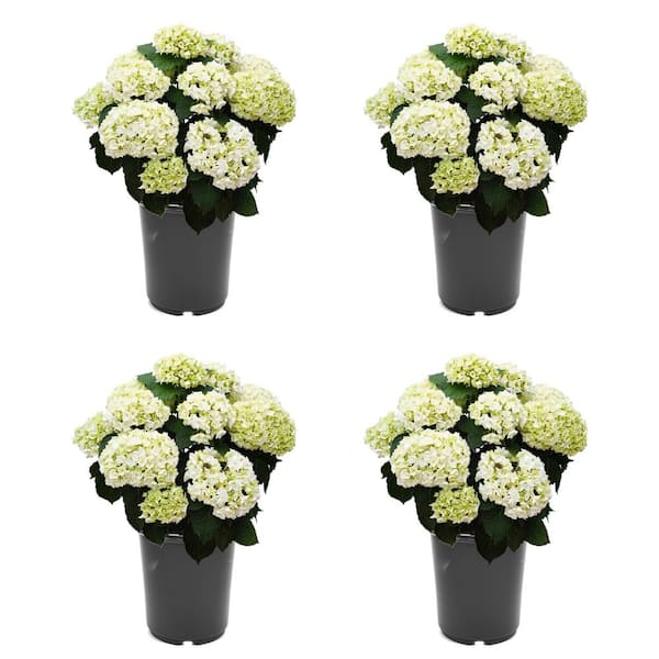 Unbranded 2.5 qt. Hydrangea macrophylla Hoko Bride White Perennial Plant with White Flowers - 4-Pack