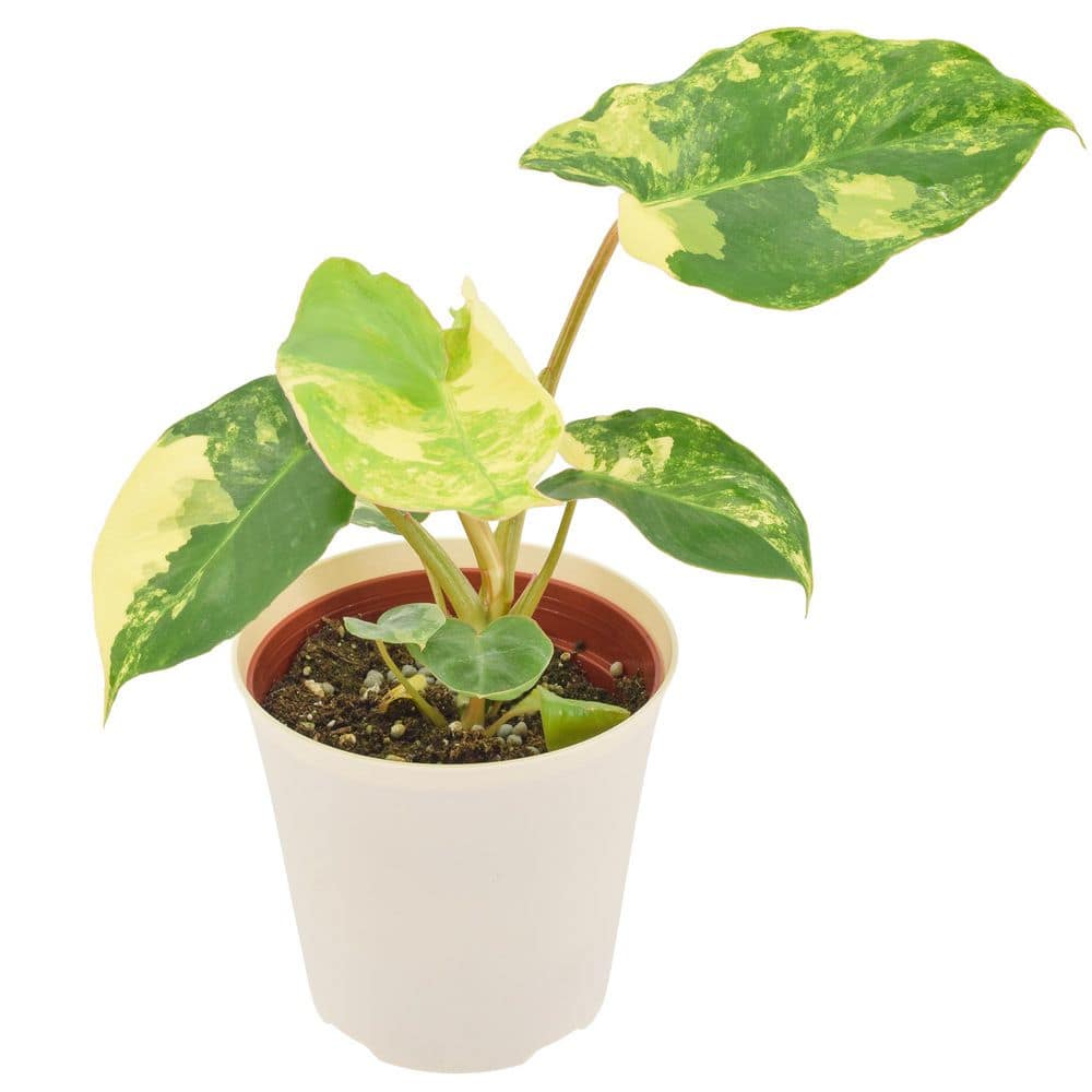 4 in. Philodendron Variegated Burle Marx Plant in Beige Plastic Pot Cover Planter price history on PriceWatchPro
