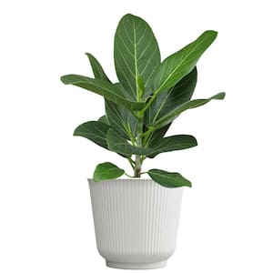 Ficus 'Audrey', 6 in. White Decorative Pot, Popular Rubber Tree Plant, Unique Live Indoor House Plant Gift