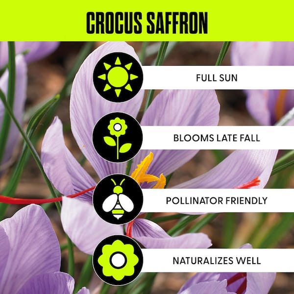 Crocus Bulbs Saffron Crocus (Set of 15)