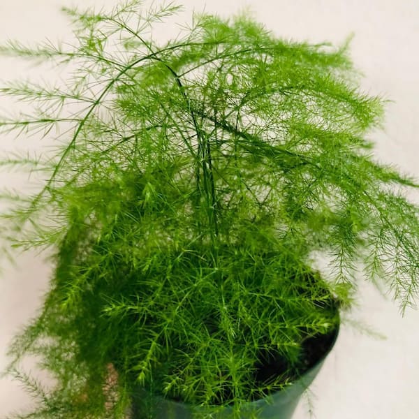 Wekiva Foliage Plumosa Fern-Live Starter Plant in a 4 Inch Grower's Pot-Asparagus Setaceus-Exotic Lacy Textured for Your Garden