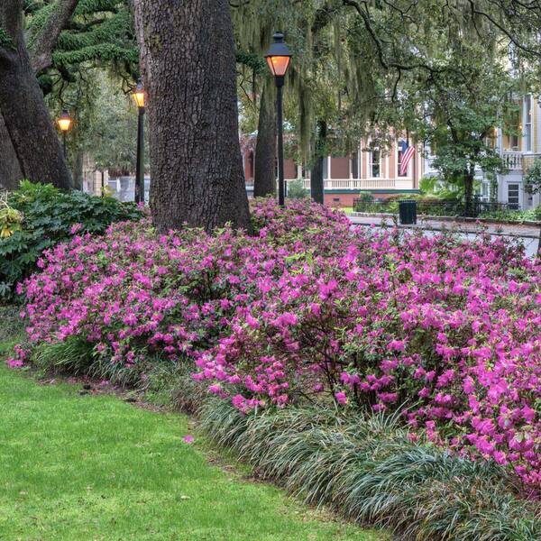 national PLANT NETWORK 1 gal. Azalea Karens Flowering Shrub with
