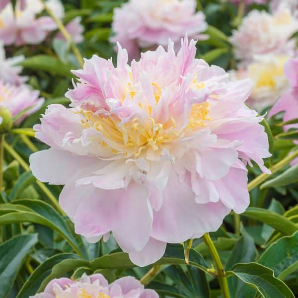 1 Gal. Pot, La Donna Pink Flowering Peony Potted Perennial Plant (1-Pack)