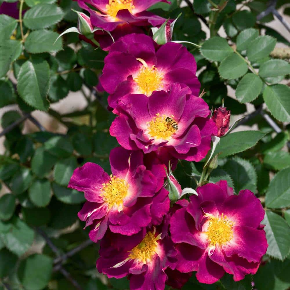 Stormy Weather Purple Climbing Rose - Bare Root Fragrant Blossom