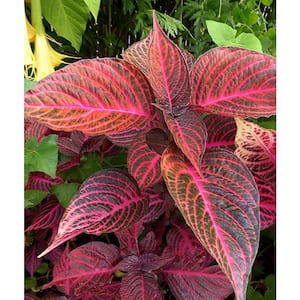 1.38 Pt. Iresine Brilliantissima Bloodleaf Red Annual Plant in 4.5 in. Grower's Pot (4-Pack)