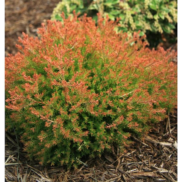 2 Gal. Fire Chief Arborvitae (Thuja) Live Dwarf Evergreen Shrub, Golden-Orange Foliage