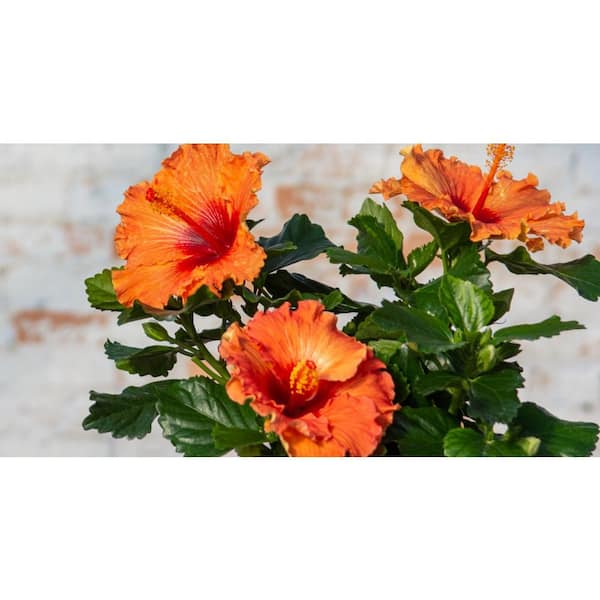 PROVEN WINNERS 2 Gal. Rockstar Orange Flowers Annual Hibiscus Plant