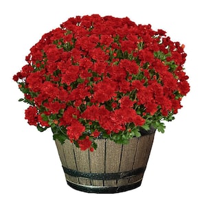 3 Qt. Chrysanthemum (Mum) Plant with Red Flowers in Whiskey Barrel
