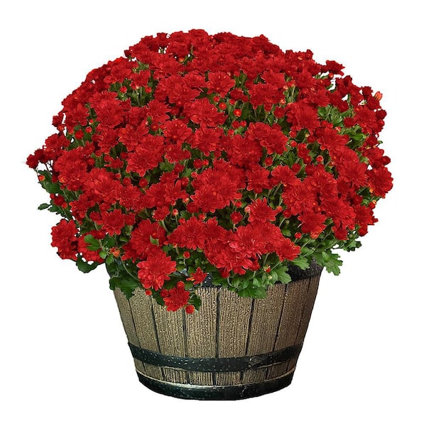 3 Qt. Chrysanthemum (Mum) Plant with Red Flowers in Whiskey Barrel 6113 ...