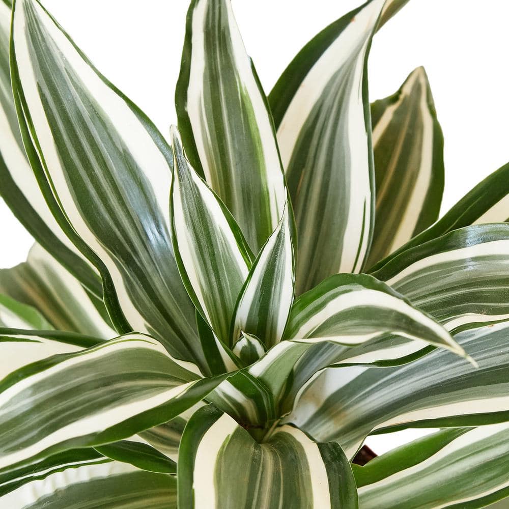 Dracaena White Jewel Indoor/Outdoor Plant in 4" Pot