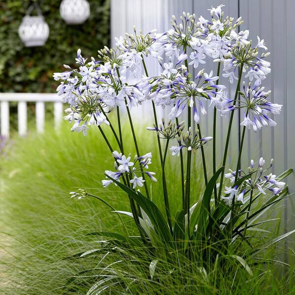 SOUTHERN LIVING 1.5 Gal. Indigo Frost Agapanthus (Lily of the Nile