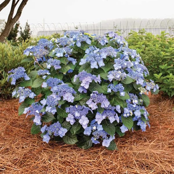 ☆hydrangea☆さま 専用です Endless Summer 2 Gal. Pop Star Reblooming Hydrangea
