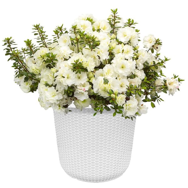 PROVEN WINNERS 2 Gal. Perfecto Mundo Double White Shrub 19645