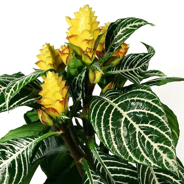 national PLANT NETWORK 5.5 in. Aphelandra Zebra Plant with