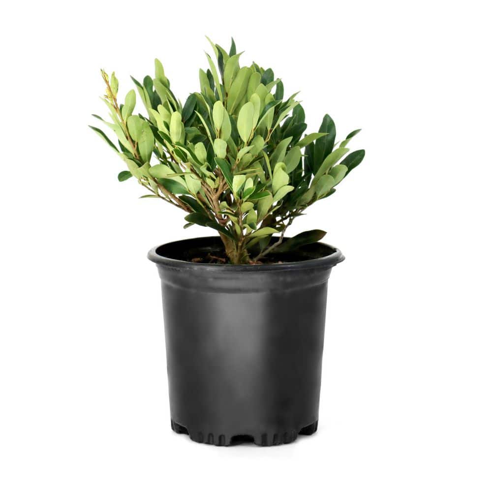 national PLANT NETWORK 1 gal. Distylium Cinnamon Girl Shrub HD2716