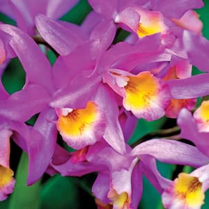 4 in. Multi-Colored Cattleya Packaged