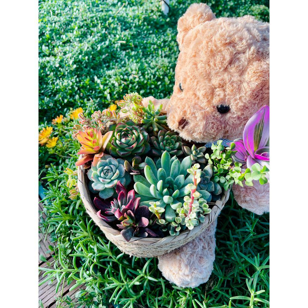 Succulent Cut Flower Planter Brown Teddy Bear Basket for Indoor Gardening O