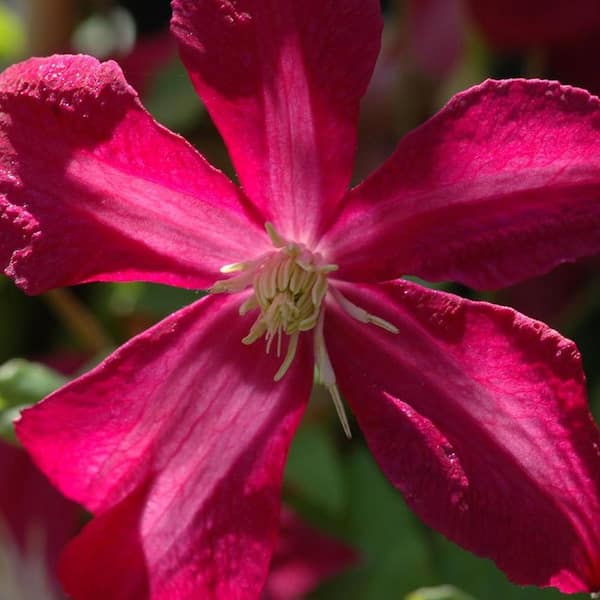 Clematis Madame Julia Correvon-3 Live Plants in 3.5 in. Growers Pots