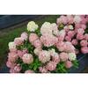 PROVEN WINNERS 4.5 in. Qt. Quick Fire 'Fab' Hydrangea, Live Plant, White and Pink Flowers HYDPRC1207800
