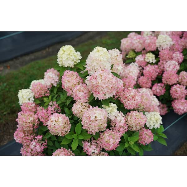 PROVEN WINNERS 4.5 in. Qt. Quick Fire 'Fab' Hydrangea, Live Plant, White and Pink Flowers