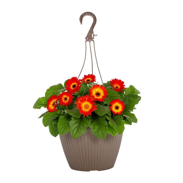 Vigoro 1.75 Gal. Gerbera Color Bloom Orange and Yellow Bicolor in Decorative Hanging Basket Annual Plant (1-Pack)