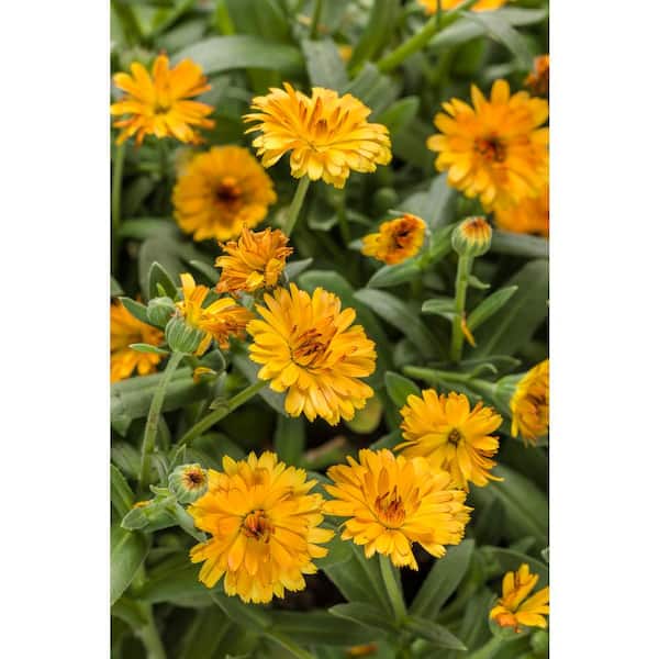 PROVEN WINNERS 4.25 in. Grande Orange Flowers Lady Godiva Orange English  Marigold Calendula Live Plants (8-Pack) CLNPRW1017528 - The Home Depot