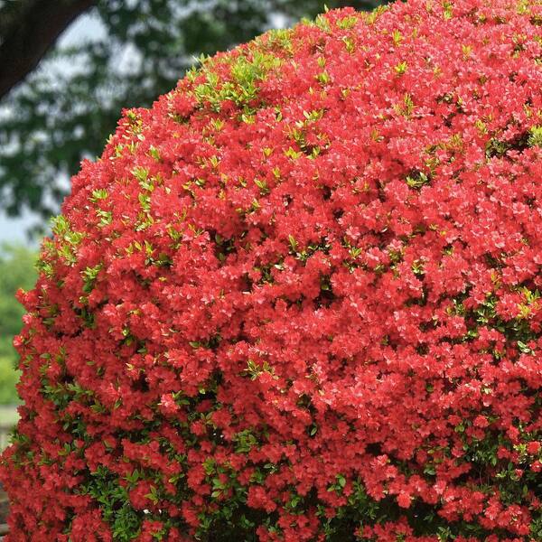 Azalea Zone 5 Flowering Shrubs 7 Types Of Azaleas And Rhododendrons To