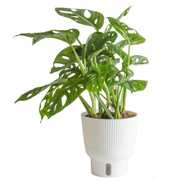 Costa Farms Trending Tropical Little Swiss Cheese Monstera Indoor Plant in 6 in. Self-Watering Planter